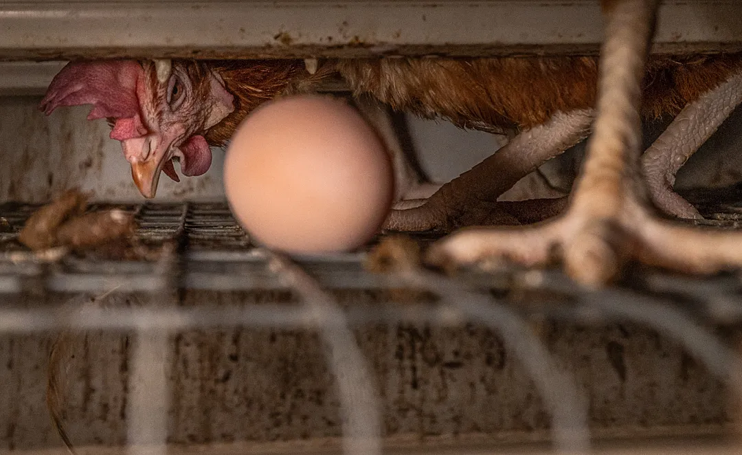 Ketreces tartásban szenvedő tyúkok a tojásiparban