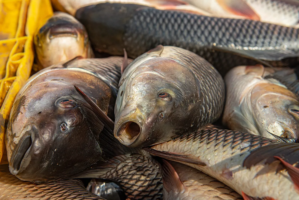 Fish killed under low animal welfare standards